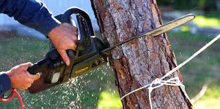 Best Tree Trimming and Pruning  in Malakoff, TX