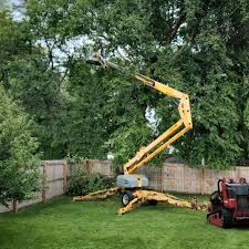 Best Tree Maintenance Programs  in Malakoff, TX