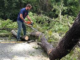 Best Arborist Consultation Services  in Malakoff, TX