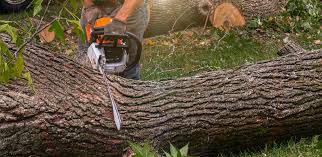 Best Tree Cabling and Bracing  in Malakoff, TX