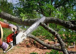 Best Palm Tree Trimming  in Malakoff, TX