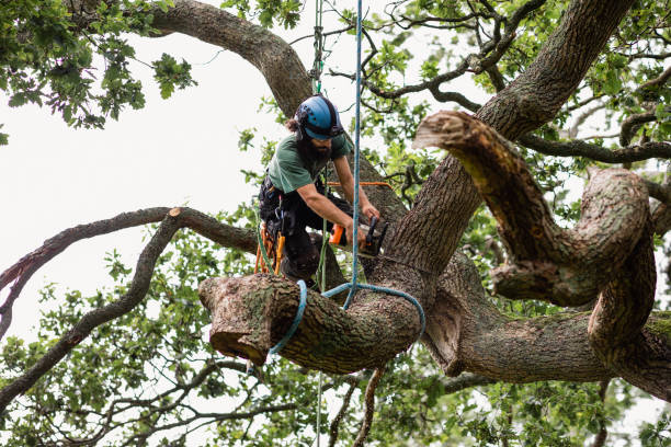 Best Tree Health Inspection  in Malakoff, TX