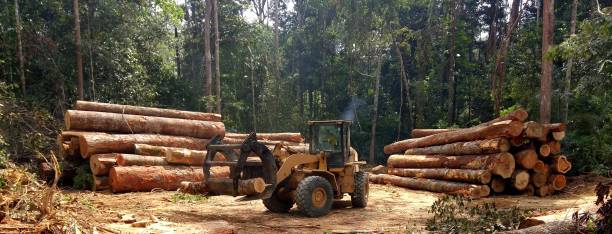 Best Root Management and Removal  in Malakoff, TX