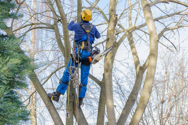 Best Root Management and Removal  in Malakoff, TX
