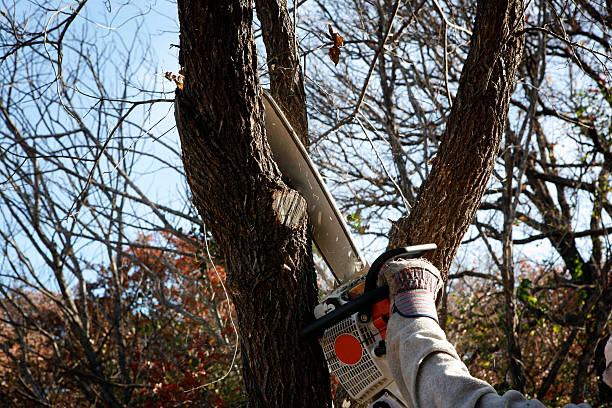 Lawn Pest Prevention in Malakoff, TX