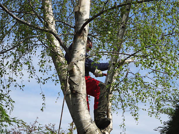 Reliable Malakoff, TX Tree Care Solutions