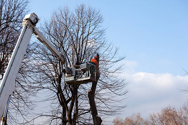 Best Tree and Shrub Care  in Malakoff, TX