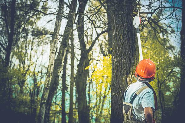 Best Tree Mulching  in Malakoff, TX